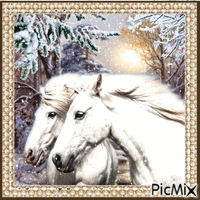 Weiße Pferde im Winter Gif Animado