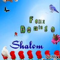 Shalom geanimeerde GIF