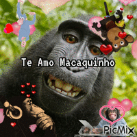 Te Amo Macaquinho Animated GIF