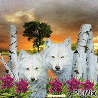 Les loups blancs animovaný GIF