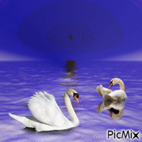 labute animovaný GIF