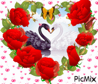swan - GIF animate gratis