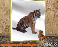 cat mirror tiger room 动画 GIF