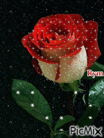rose rouge - GIF animado gratis