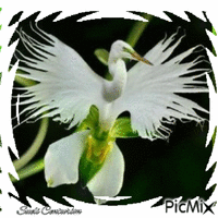 Flor Exótica_ - Besplatni animirani GIF