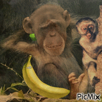 Monkey business - GIF animé gratuit