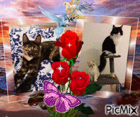 Chats aux roses Gif Animado