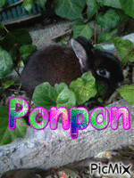ponpon - Ingyenes animált GIF