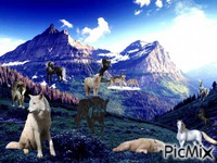 wolf pack2 GIF animé