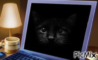 Black Cat GIF animé