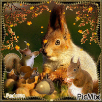 écureuils Animated GIF