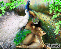 Peacock and woman #4 GIF animé