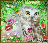 MORNING OWL 2 Animated GIF