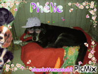 phélie - Zdarma animovaný GIF