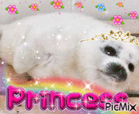 princess seal - Zdarma animovaný GIF