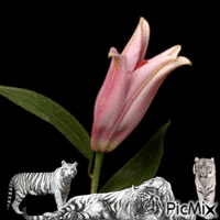 Flower and tigers animovaný GIF