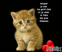 bonjour je suis ton petit chat animovaný GIF