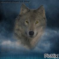 Brown Wolf in Blue Meteor Shower - Ingyenes animált GIF