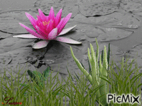 Flor en el agua