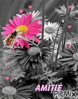 Amitié - Gratis animerad GIF