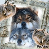 Wolf 🥰🥰🐺🐺 Animated GIF