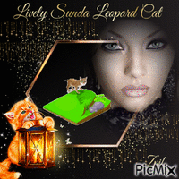 Lively Sunda leopard cat анимированный гифка