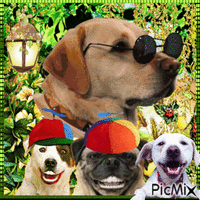 Funny Dog - Bezmaksas animēts GIF