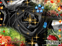 la rosa negra - GIF animate gratis
