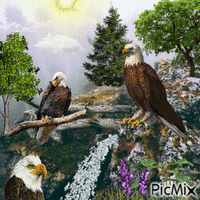 Eagle geanimeerde GIF