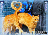 Amour de chats - GIF animate gratis