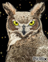 Blinks the  Owl - Бесплатный анимированный гифка