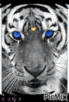 BlueEyesTiger by Jade17 - Bezmaksas animēts GIF
