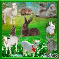 Chèvres avec des lapins concours - GIF animé gratuit