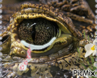 lagrimas de crocodilo - GIF animé gratuit