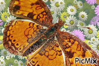 fluture Animated GIF