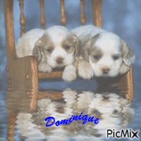 deux chiots - Free animated GIF