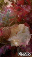 white rose - Ingyenes animált GIF