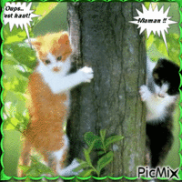 Deux chatons en mode galère - Gratis animeret GIF