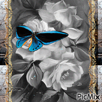 Butterfly Day - Free animated GIF