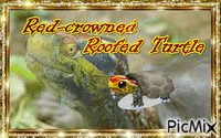 RED-CROWNED ROOFED TURTLE - GIF animé gratuit