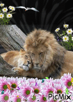 leon y su cria - GIF animado gratis