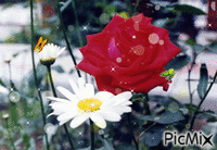 ромашка и роза - Animovaný GIF zadarmo