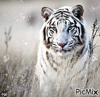 tigre blanc - Gratis animerad GIF