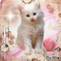 Lovely little cat - Безплатен анимиран GIF