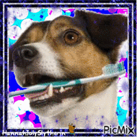 Jack Russel with Toothbrush Animated GIF