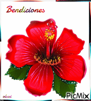 Hibiscus flower κινούμενο GIF
