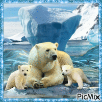 Eisbären - GIF animasi gratis