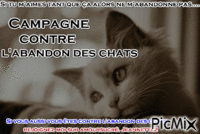 CAMPAGNE CONTRE L'ABANDON DES CHATS - GIF animado grátis