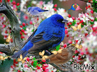 птицы - Besplatni animirani GIF
