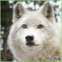 Wolf GIF animata